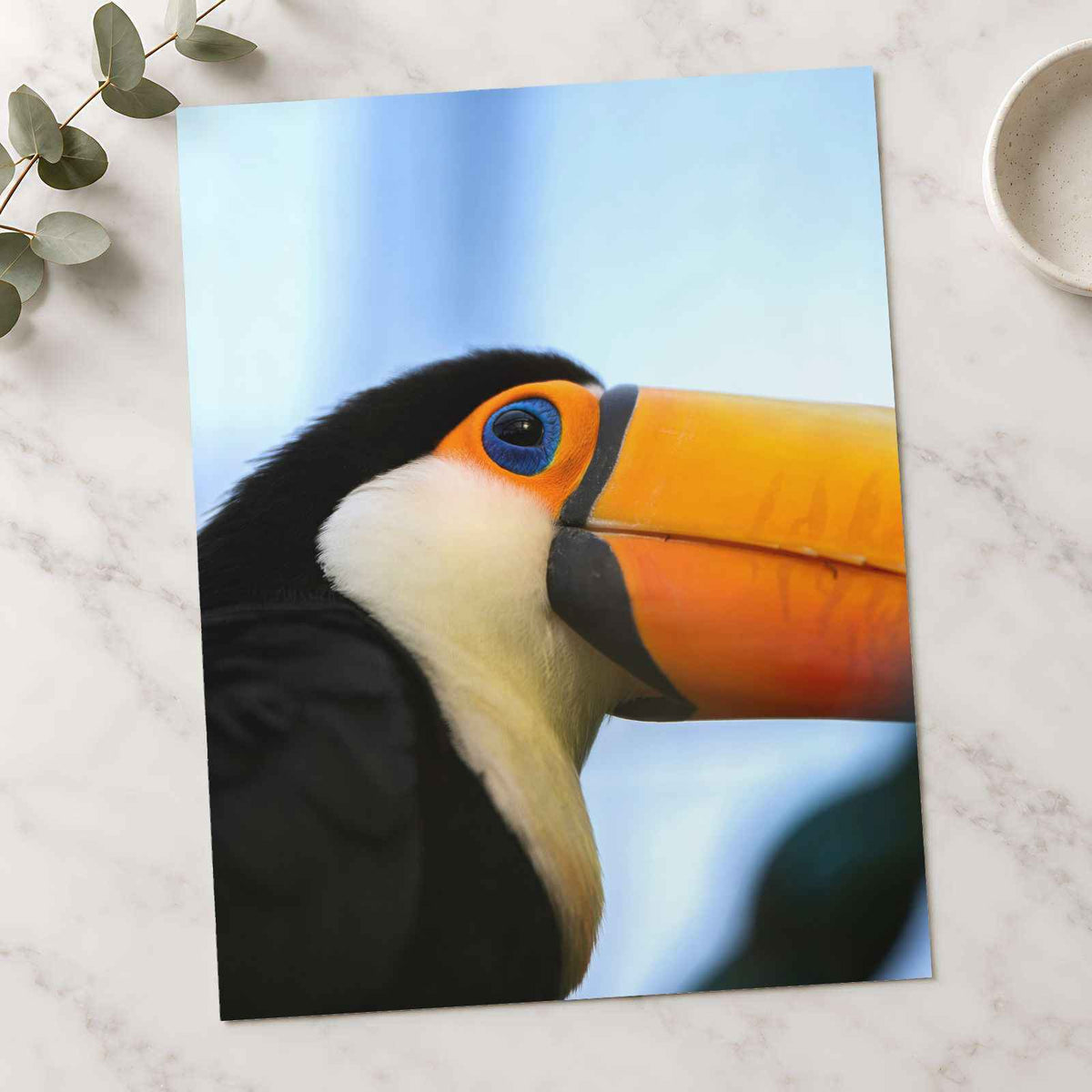 Close Up of Toucan Photo Print (7 Sizes) - Satin Luster