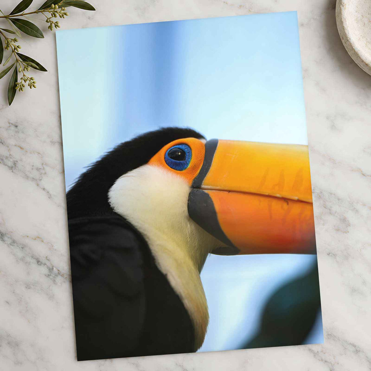 Close Up of Toucan Photo Print (7 Sizes) - Satin Luster
