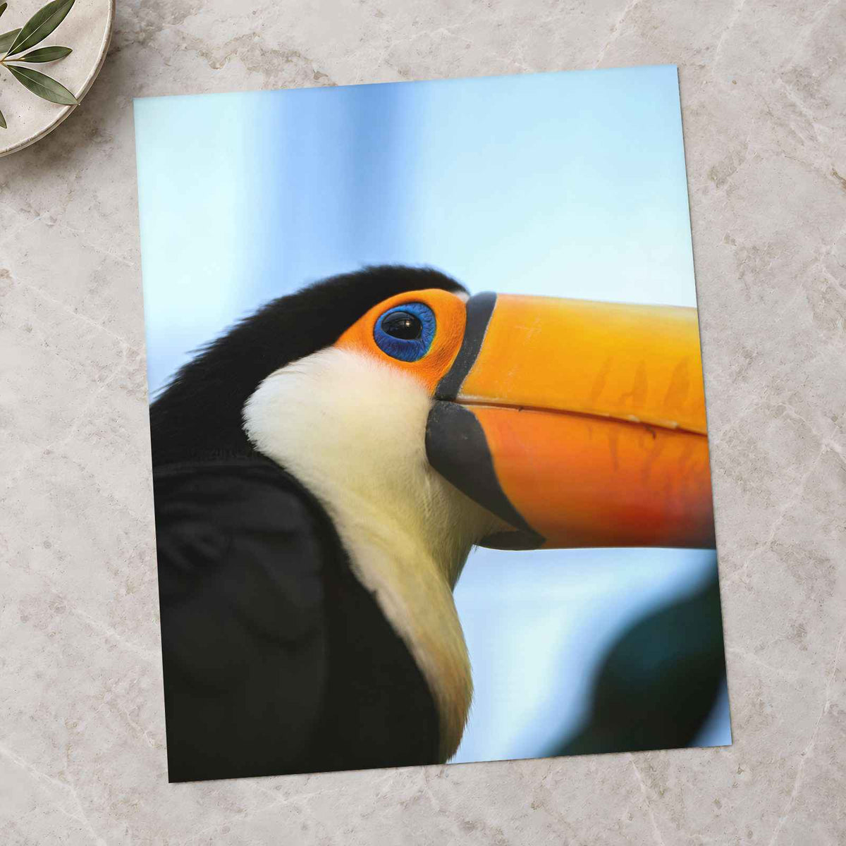 Close Up of Toucan Photo Print (7 Sizes) - Satin Luster