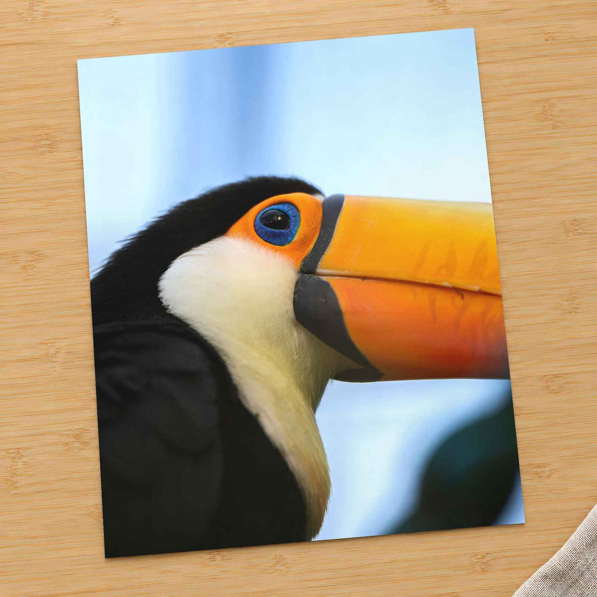 Close Up of Toucan by Cphotos Photo Print Wall Decor