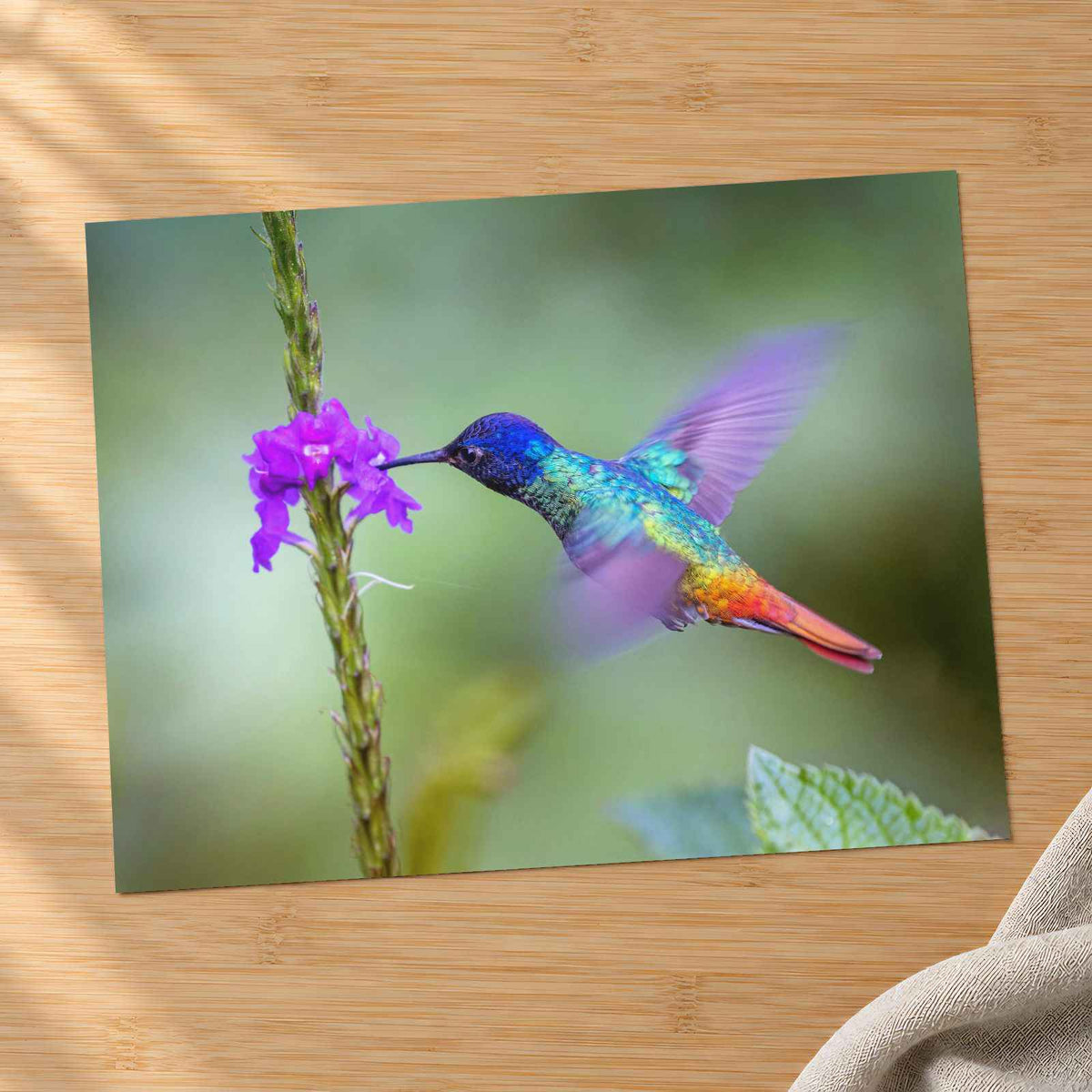 Hummingbird Hovering Over Purple Flower Photo Print (7 Sizes) - Shipped Flat