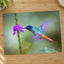 Hummingbird Hovering Over Purple Flower Photo Print (7 Sizes) - Shipped Flat