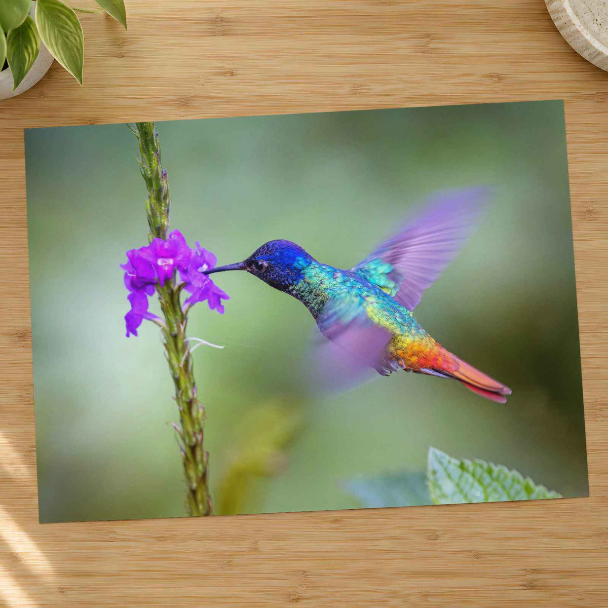 Hummingbird Hovering Over Purple Flower Photo Print (7 Sizes) - Shipped Flat