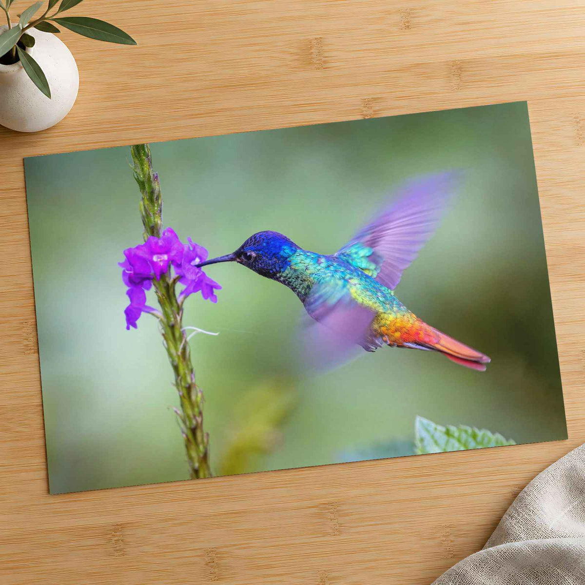 Hummingbird Hovering Over Purple Flower Photo Print (7 Sizes) - Shipped Flat