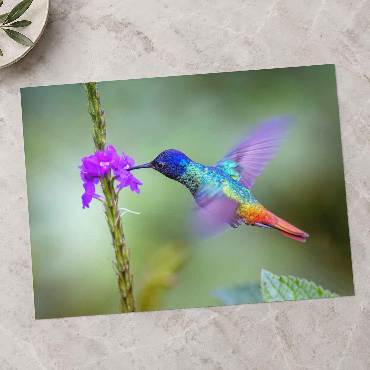 Hummingbird Hovering Over Purple Flower Photo Print (7 Sizes) - Shipped Flat
