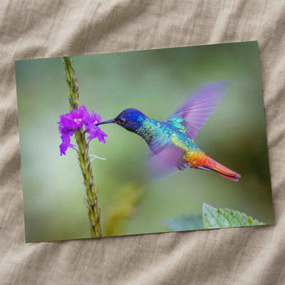 Hummingbird Hovering Over Purple Flower by Zdeněk Macháček Photo Print Wall Decor