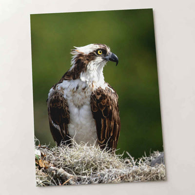 Osprey in Nest Photo Wall Art (5 Sizes) - Ready to Frame
