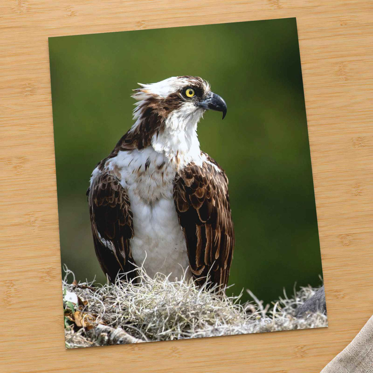 Osprey in Nest Photo Wall Art (5 Sizes) - Ready to Frame