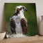 Osprey in Nest Photo Wall Art (5 Sizes) - Ready to Frame