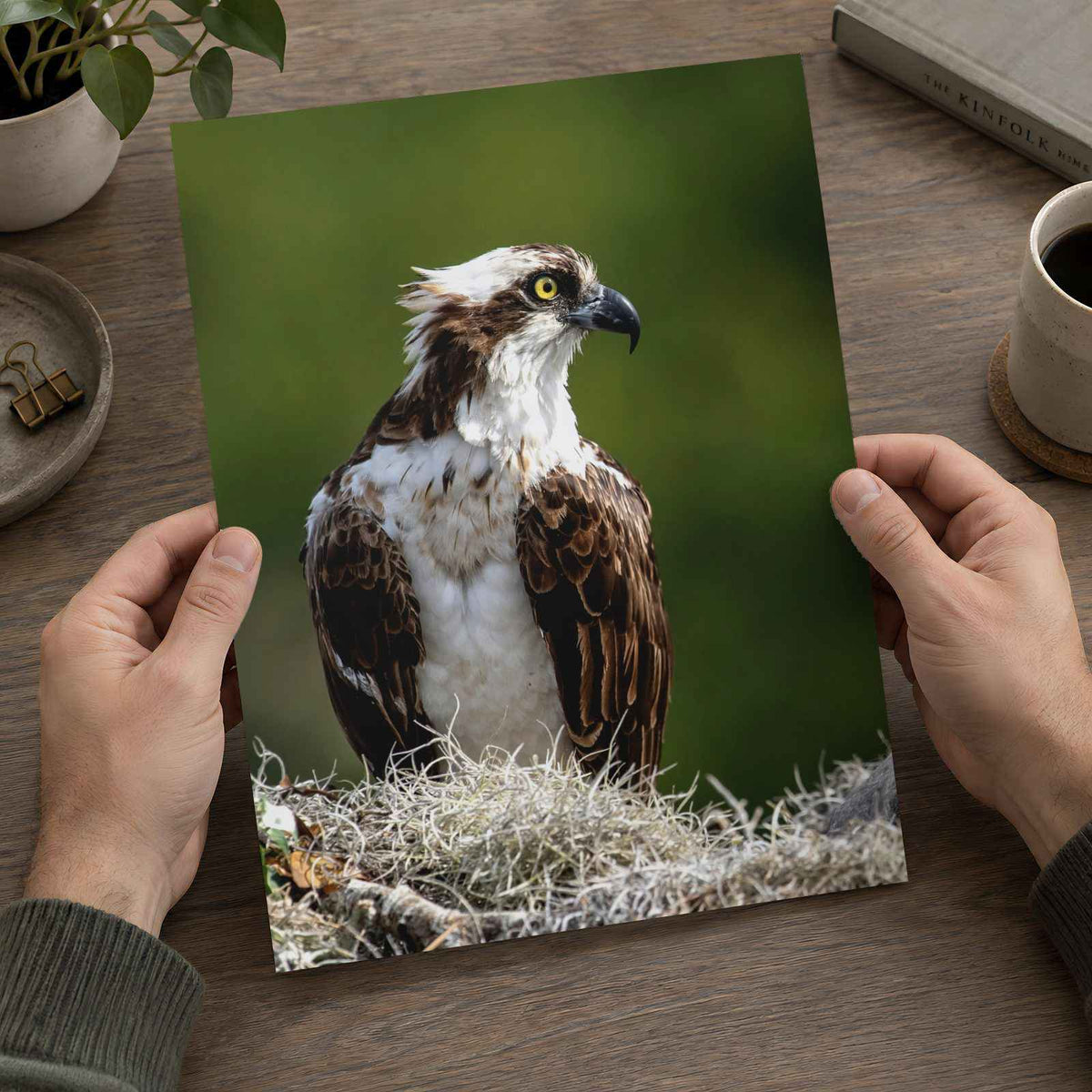 Osprey in Nest Photo Wall Art (5 Sizes) - Ready to Frame