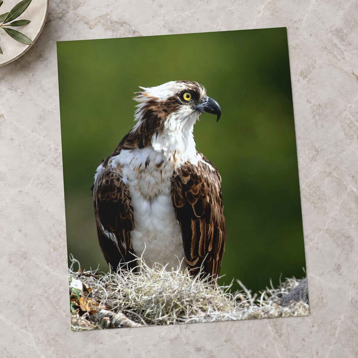 Osprey in Nest Photo Print Wall Decor