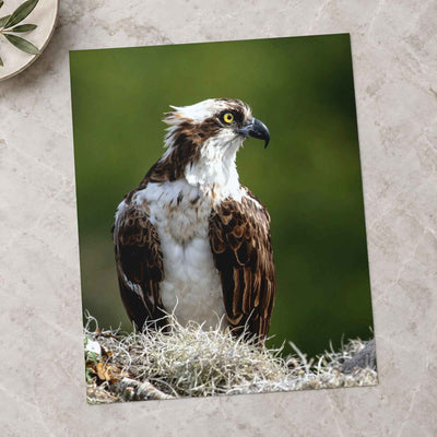 Osprey in Nest Photo Print Wall Decor
