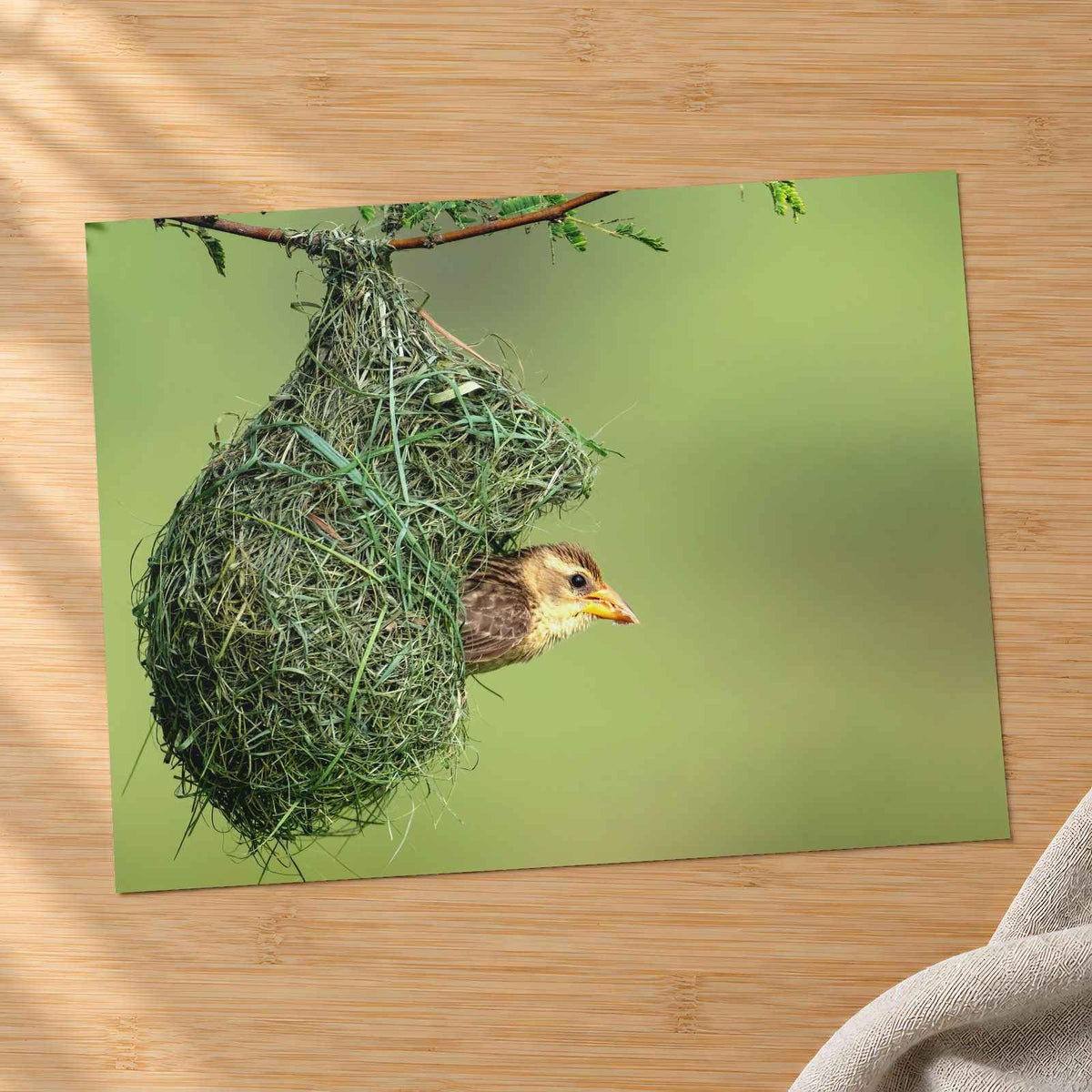 Weaver Bird Hanging from a Nest Photo Wall Art (7 Sizes) - Printed in USA