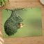 Weaver Bird Hanging from a Nest Photo Wall Art (7 Sizes) - Printed in USA
