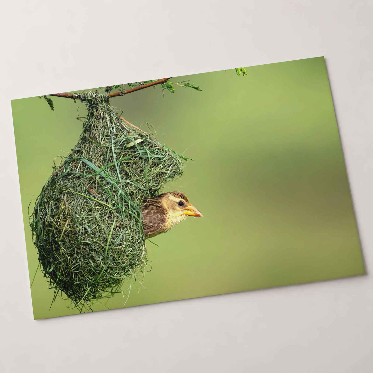 Weaver Bird Hanging from a Nest Photo Wall Art (7 Sizes) - Printed in USA