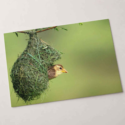 Weaver Bird Hanging from a Nest Photo Wall Art (7 Sizes) - Printed in USA