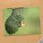 Weaver Bird Hanging from a Nest Photo Wall Art (7 Sizes) - Printed in USA