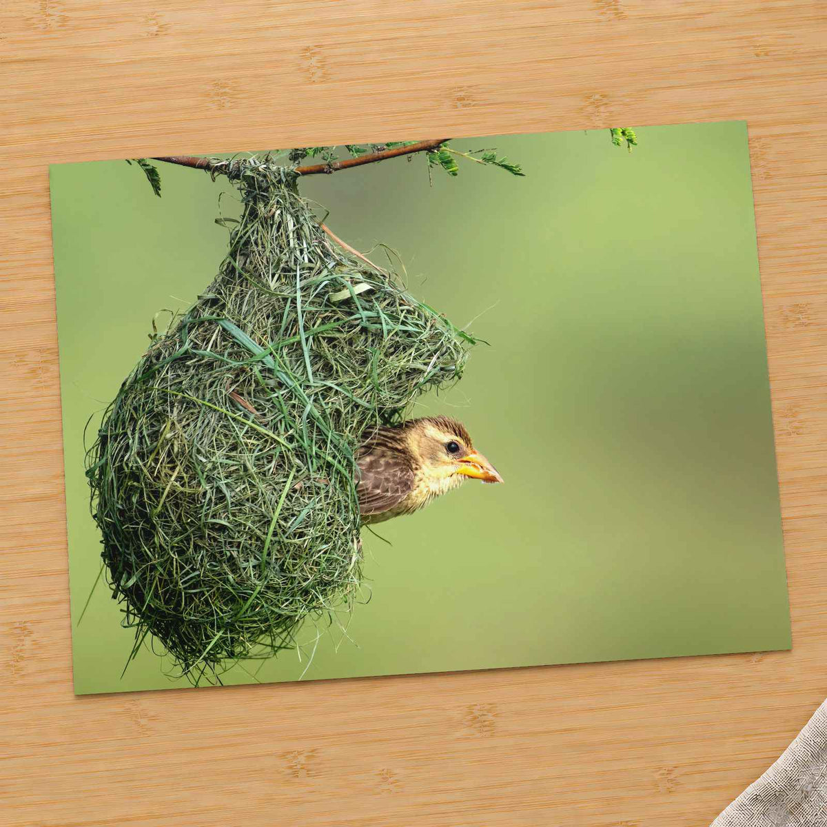 Weaver Bird Hanging from a Nest Photo Wall Art (7 Sizes) - Printed in USA