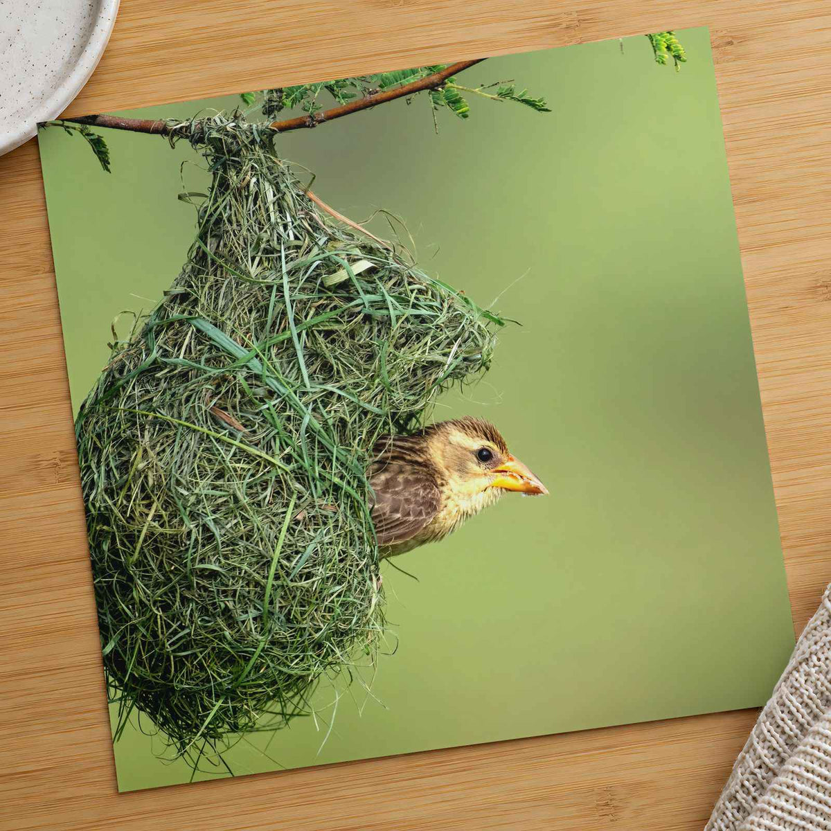 Weaver Bird Hanging from a Nest Photo Wall Art (7 Sizes) - Printed in USA