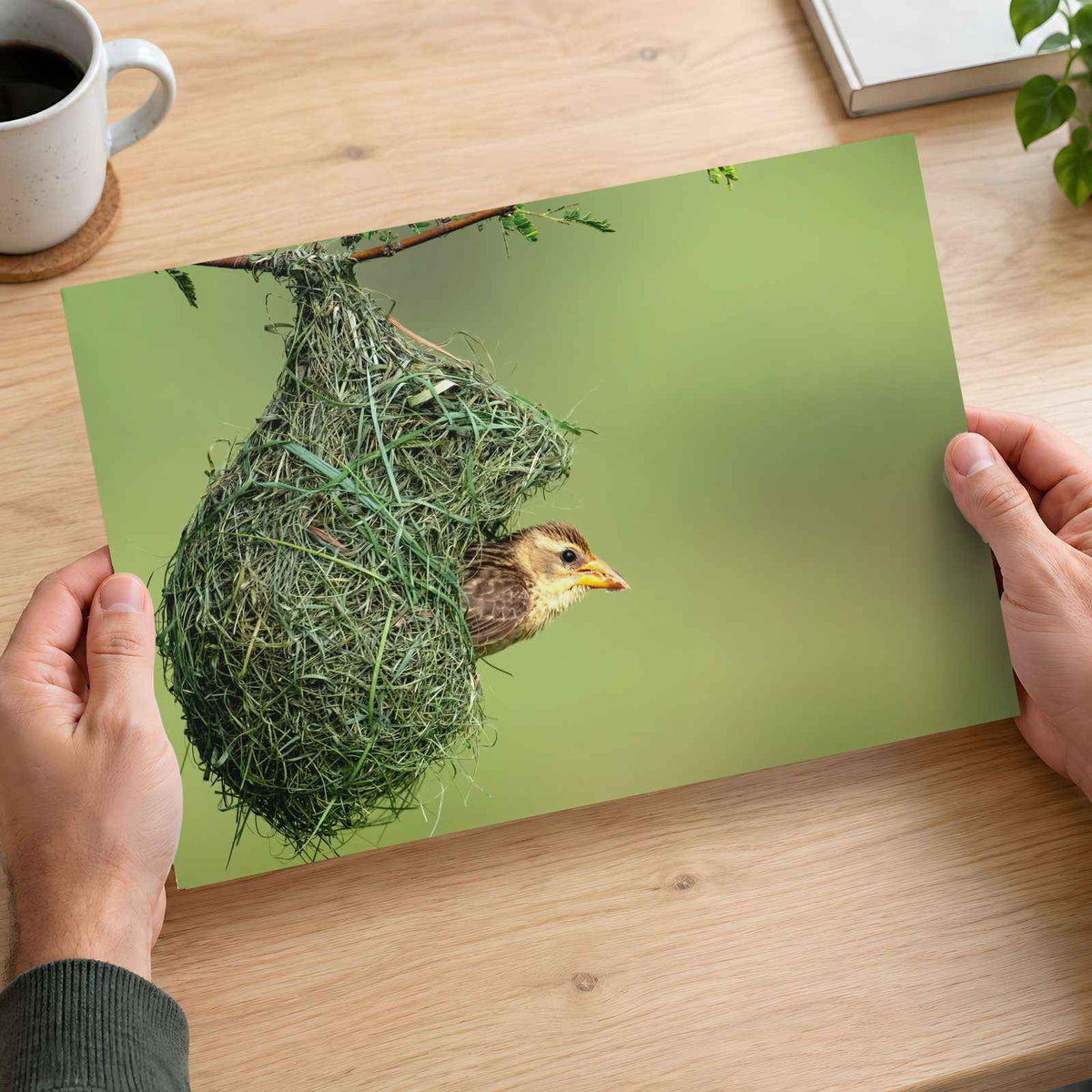 Weaver Bird Hanging from a Nest Photo Wall Art (7 Sizes) - Printed in USA