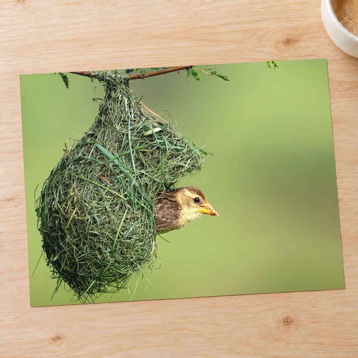 Weaver Bird Hanging from a Nest by Abhijit Sinha Photo Print Wall Decor