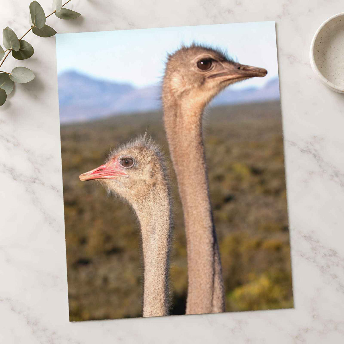 Two Ostrich Heads Photo Print (7 Sizes) - Printed in USA