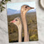 Two Ostrich Heads Photo Print (7 Sizes) - Printed in USA