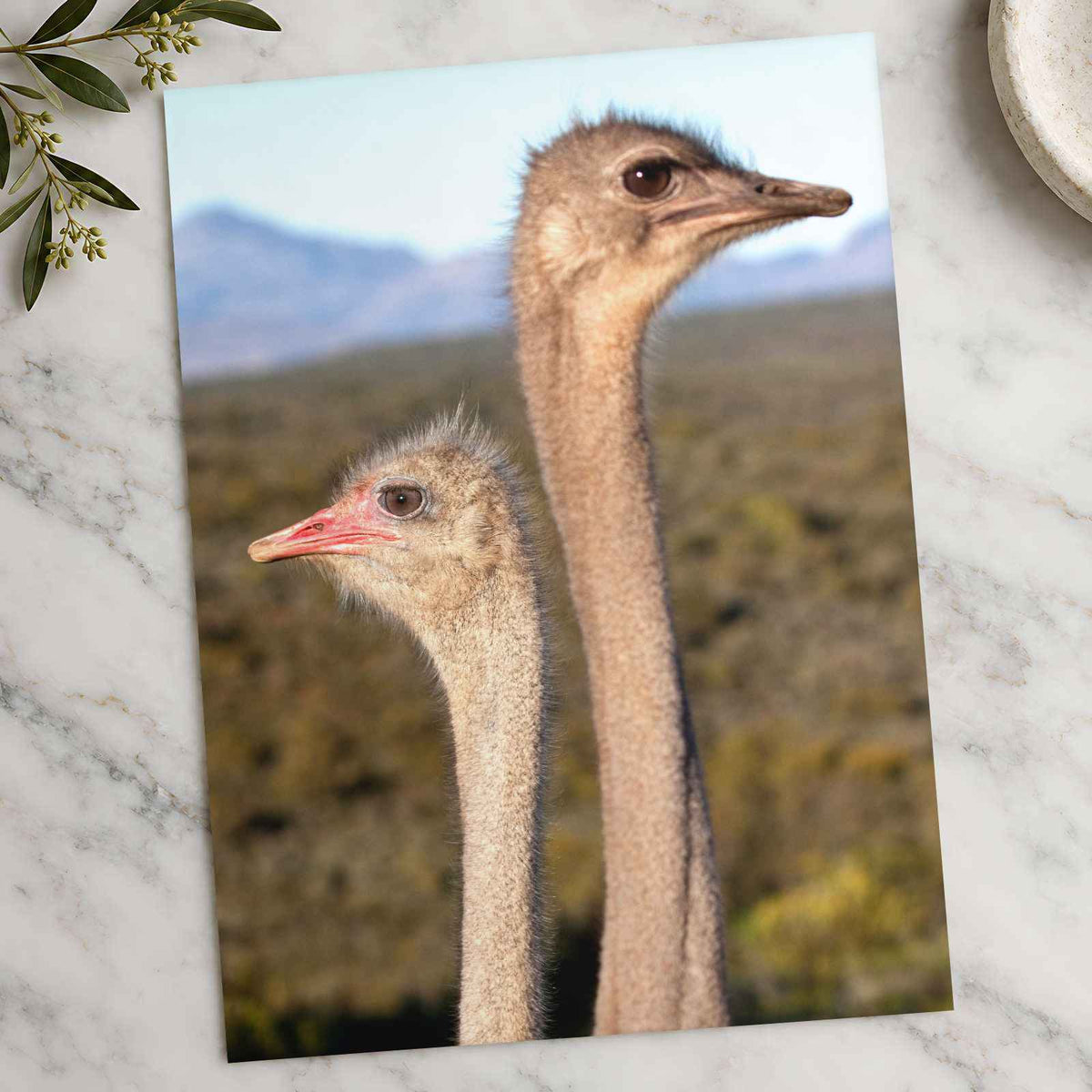 Two Ostrich Heads Photo Print (7 Sizes) - Printed in USA