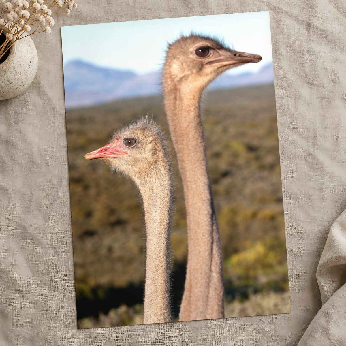Two Ostrich Heads Photo Print (7 Sizes) - Printed in USA