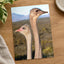 Two Ostrich Heads Photo Print (7 Sizes) - Printed in USA