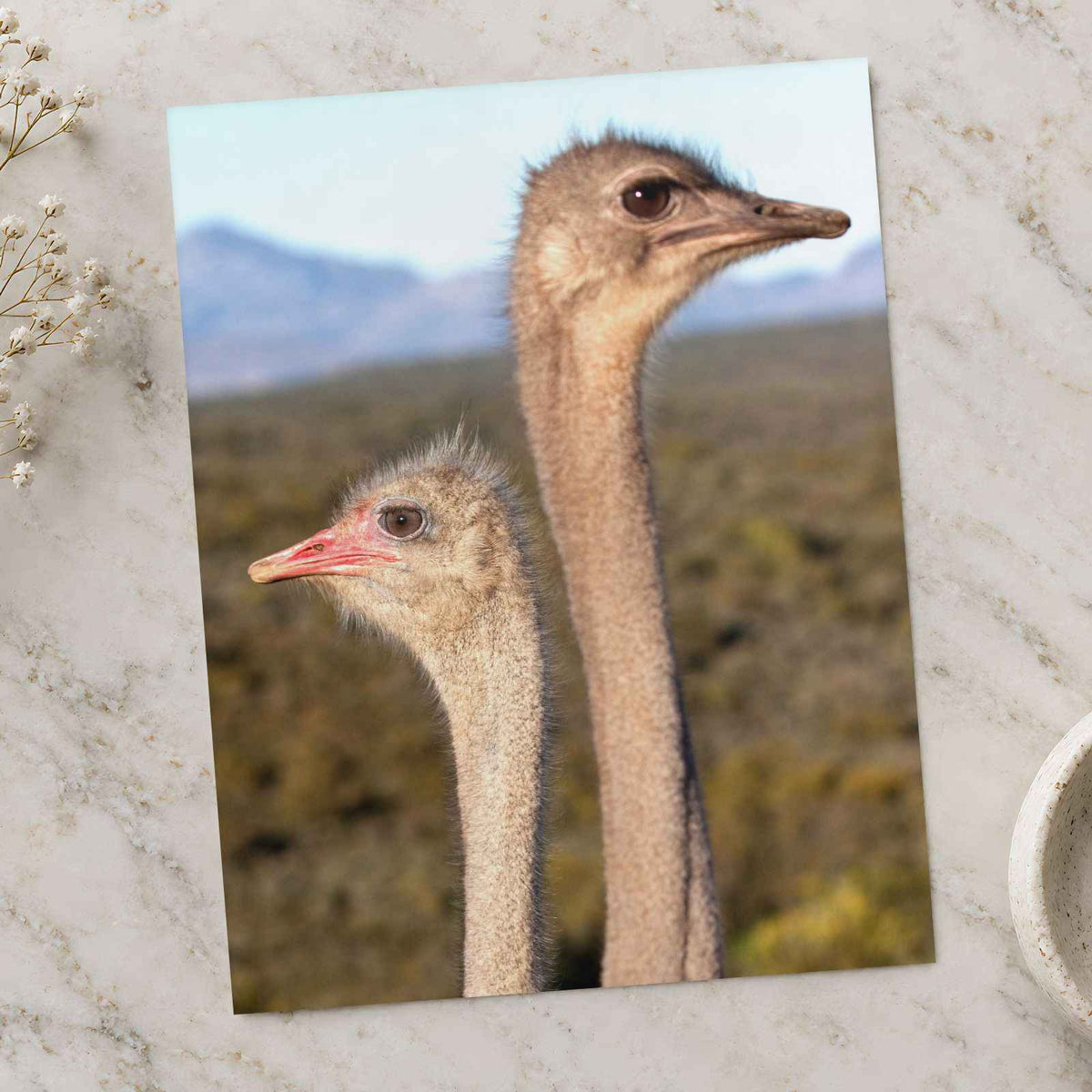 Two Ostrich Heads Photo Print (7 Sizes) - Printed in USA