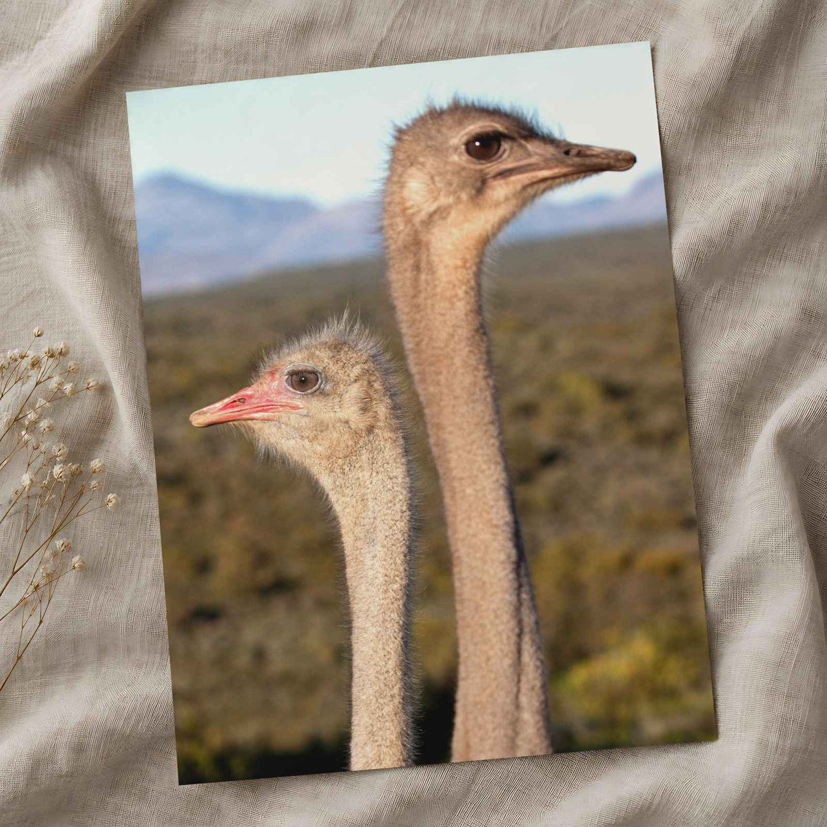 Two Ostrich Heads Photo Print (7 Sizes) - Printed in USA