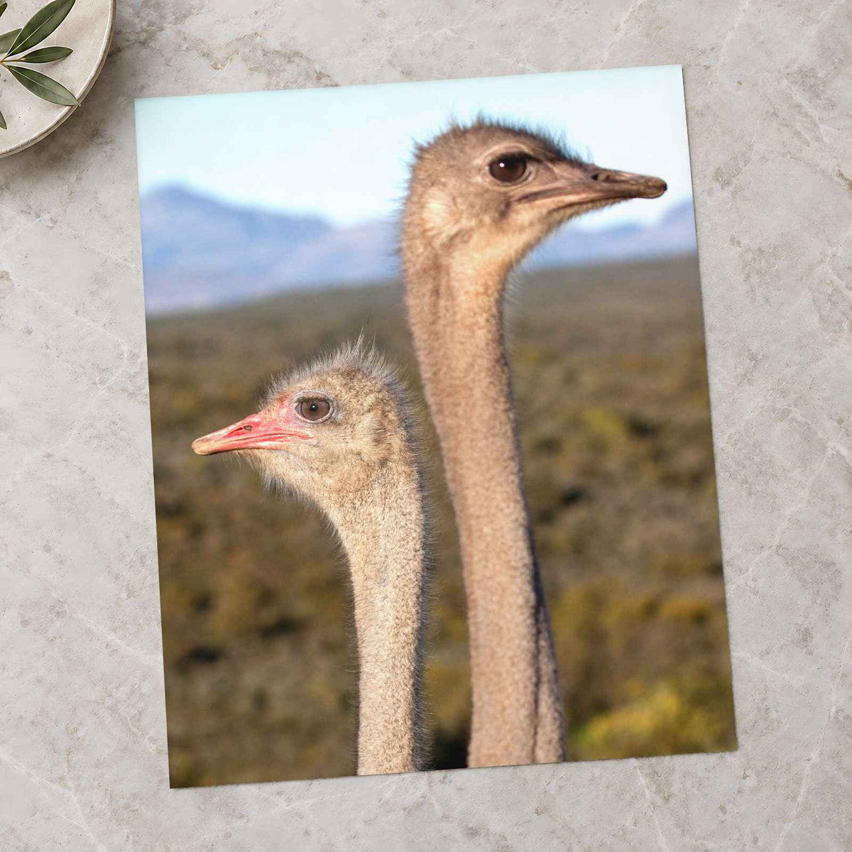 Two Ostrich Heads Photo Print Wall Decor