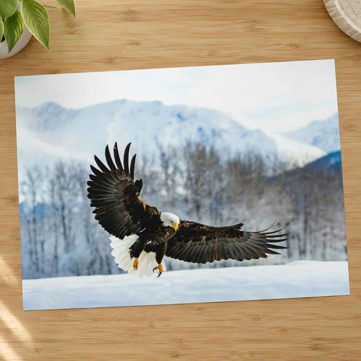 Bald Eagle Swooping Down to Alaska Snow Photography Print (7 Sizes) - Frameable