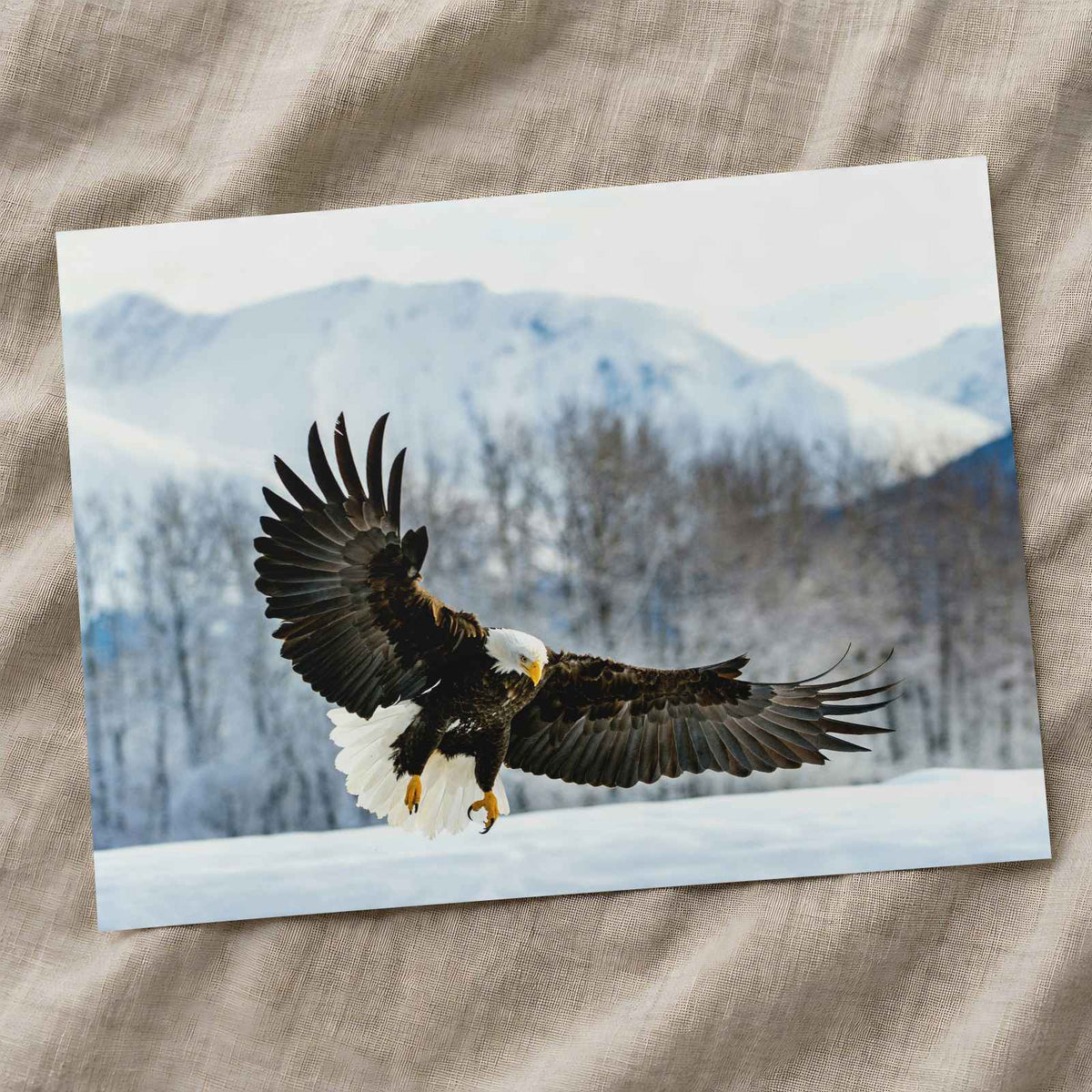 Bald Eagle Swooping Down to Alaska Snow Photography Print (7 Sizes) - Frameable