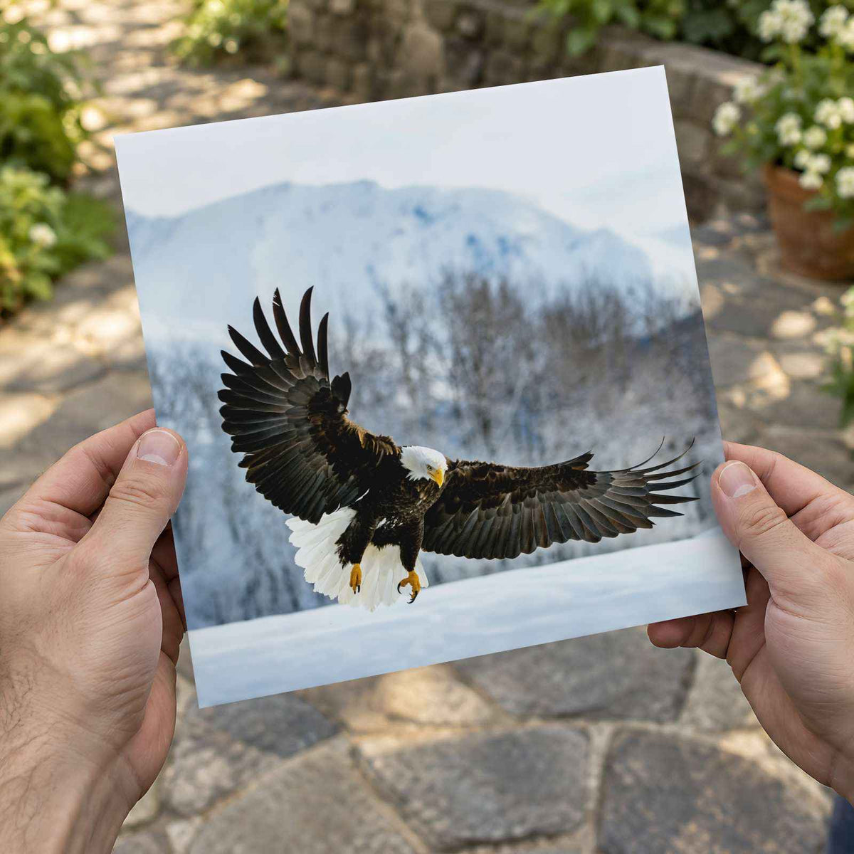 Bald Eagle Swooping Down to Alaska Snow Photography Print (7 Sizes) - Frameable