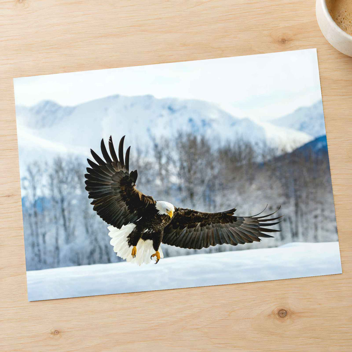 Bald Eagle Swooping Down to Alaska Snow Photography Print (7 Sizes) - Frameable