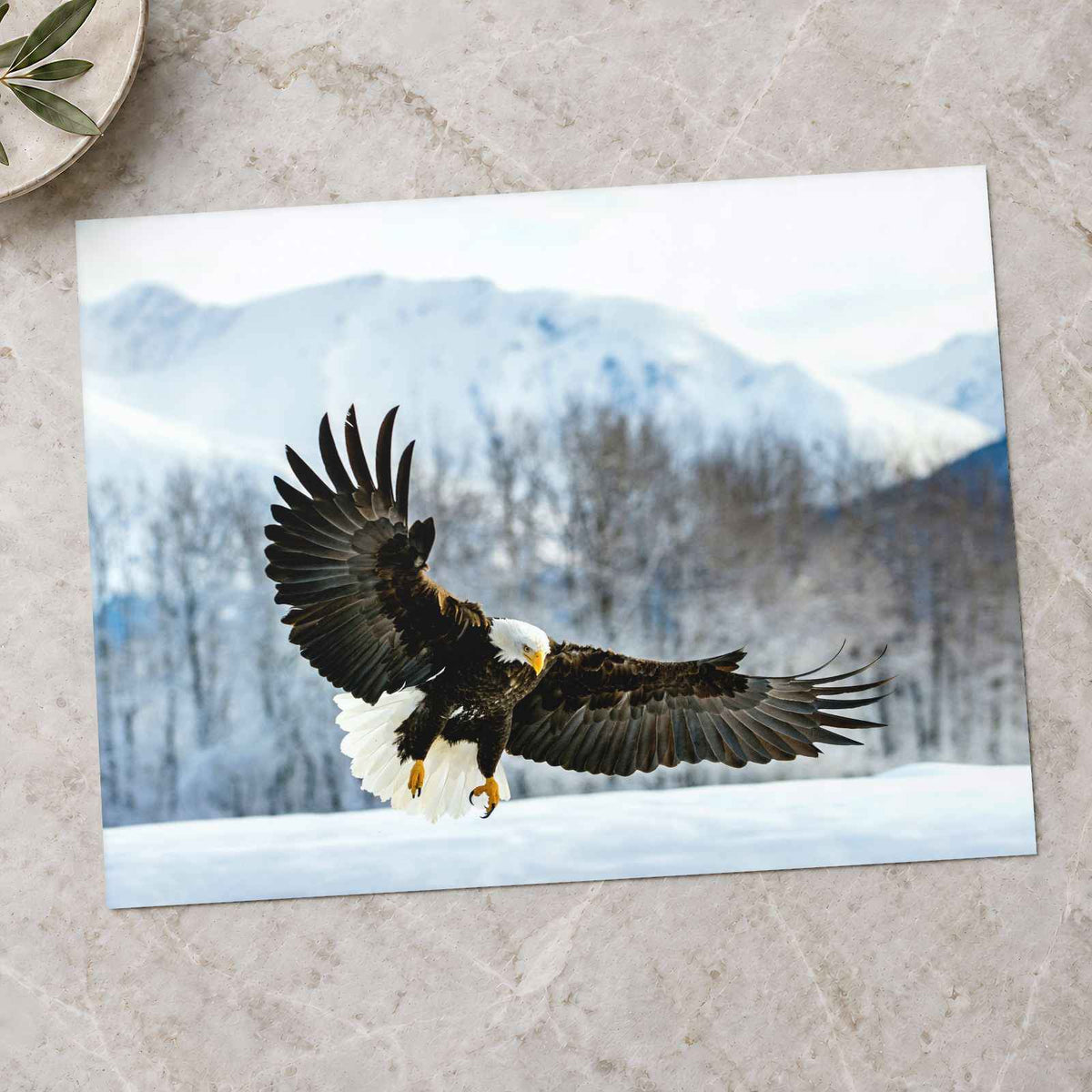 Bald Eagle Swooping Down to Alaska Snow Photo Print Wall Decor