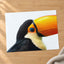 Close Up of Toucan on White Background Photography Print (7 Sizes)