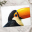 Close Up of Toucan on White Background Photography Print (7 Sizes)