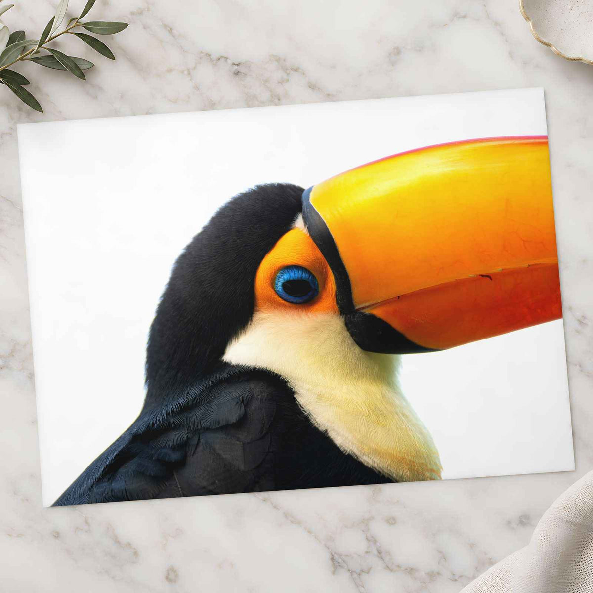 Close Up of Toucan on White Background Photography Print (7 Sizes)