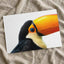 Close Up of Toucan on White Background Photography Print (7 Sizes)