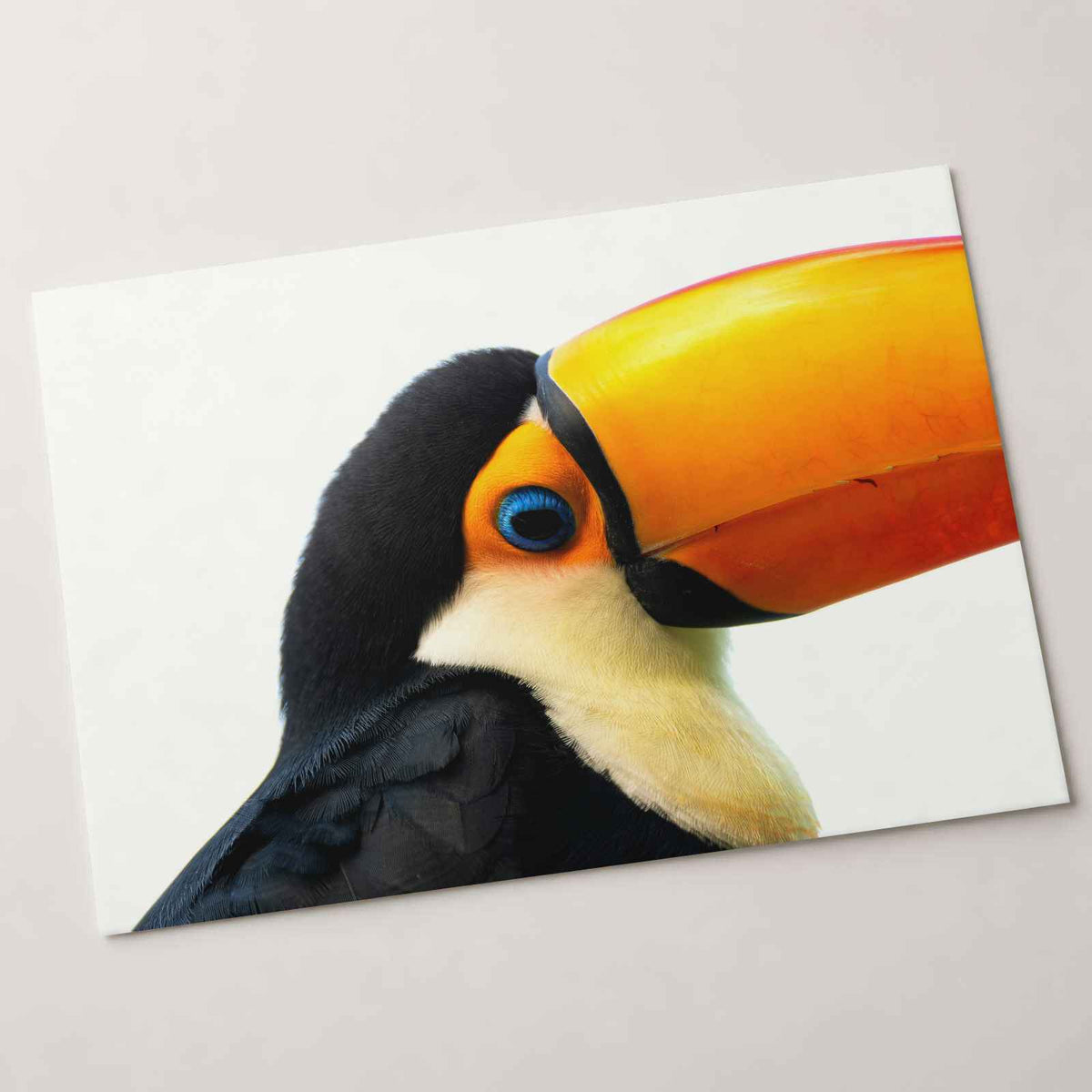 Close Up of Toucan on White Background Photography Print (7 Sizes)