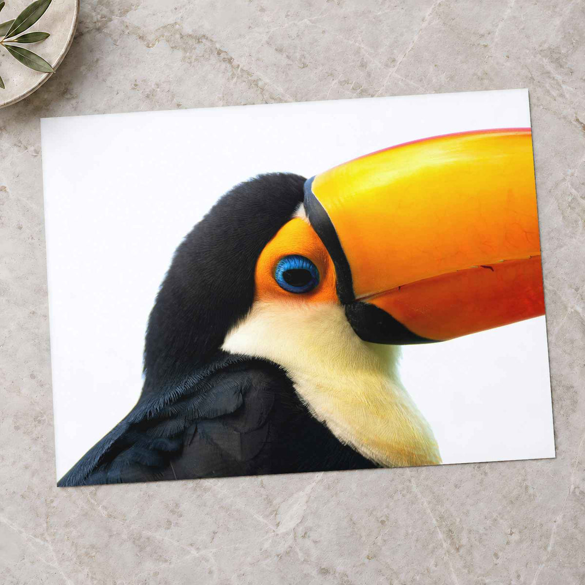 Close Up of Toucan on White Background Photography Print (7 Sizes)
