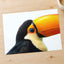Close Up of Toucan on White Background Photography Print (7 Sizes)