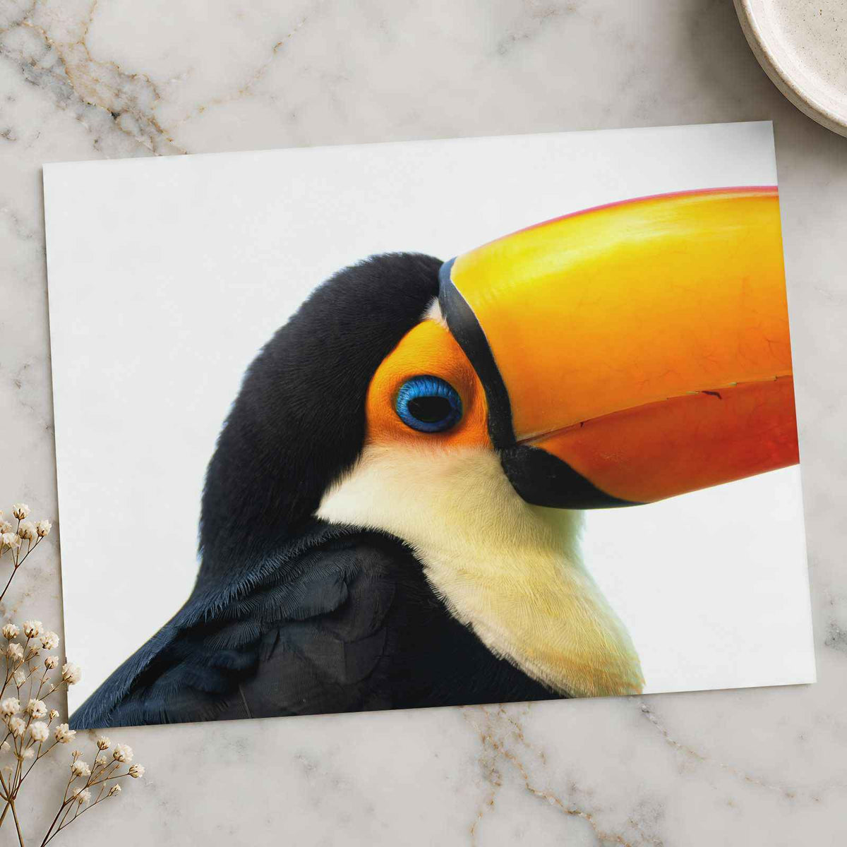 Close Up of Toucan on White Background by Cphotos Photo Print Wall Decor