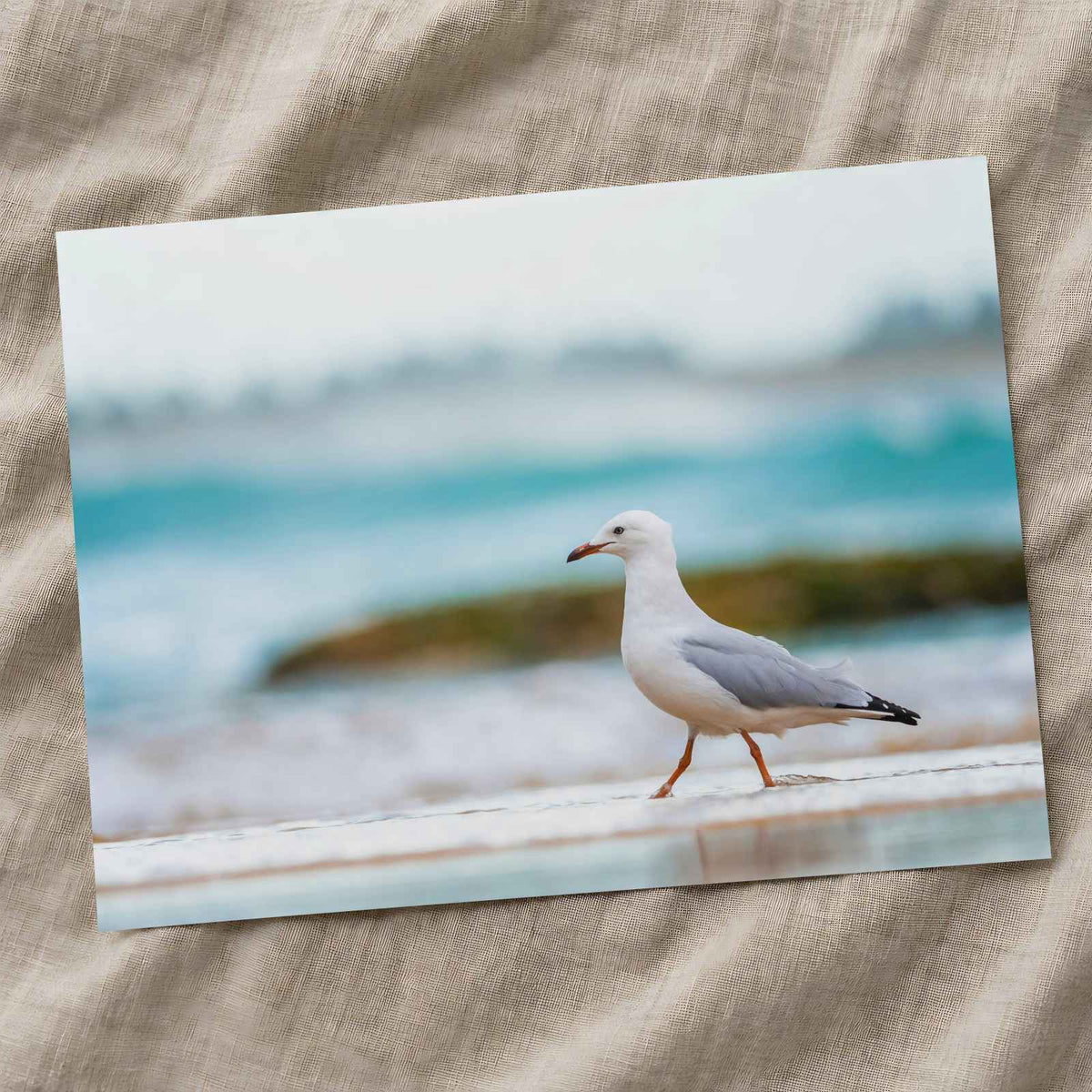 Seagull Walking on Beach by Jacob Dyer Photo Print Wall Decor