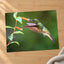 Hummingbird Feeding on Flower Photo Wall Print (7 Sizes) - High Quality