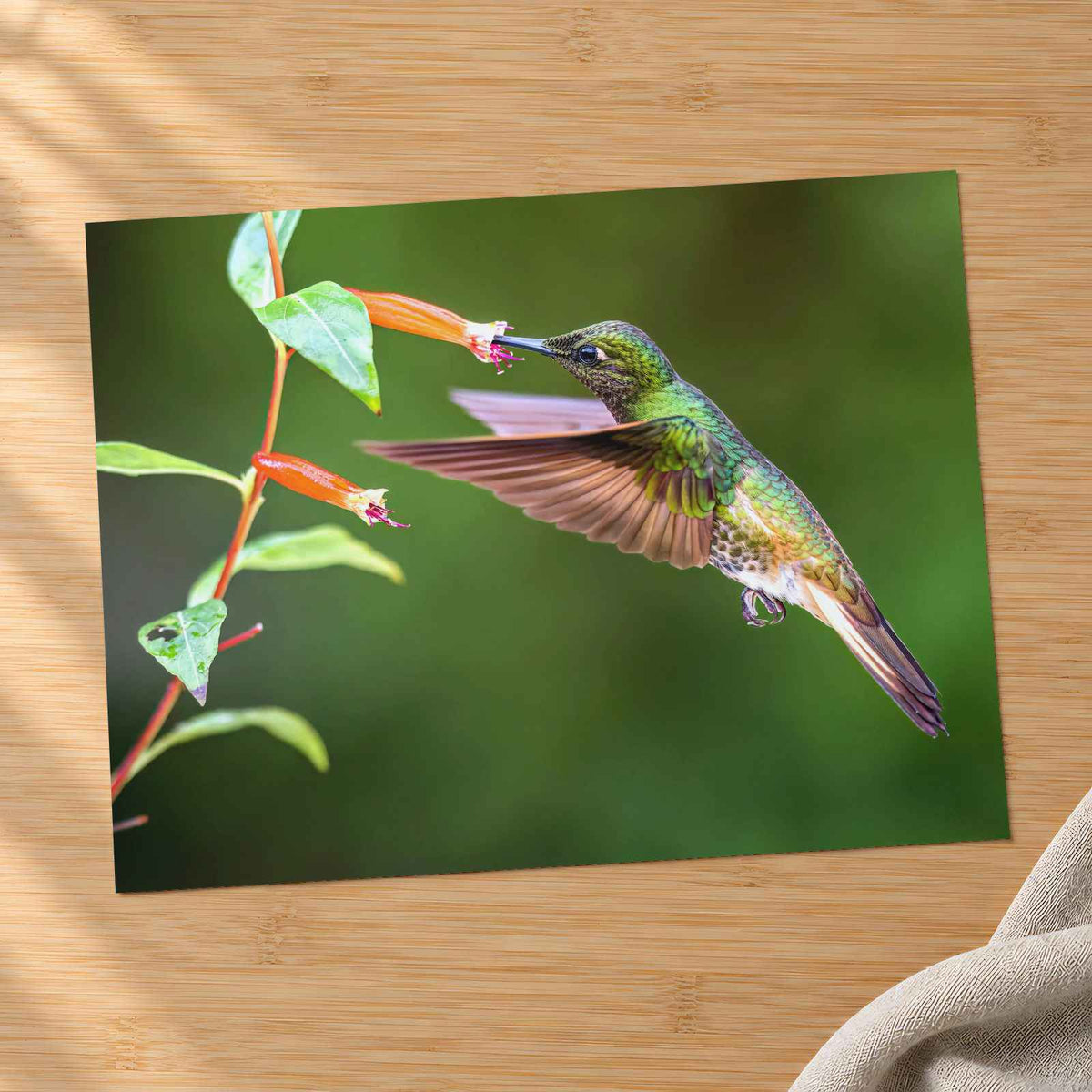Hummingbird Feeding on Flower Photo Wall Print (7 Sizes) - High Quality