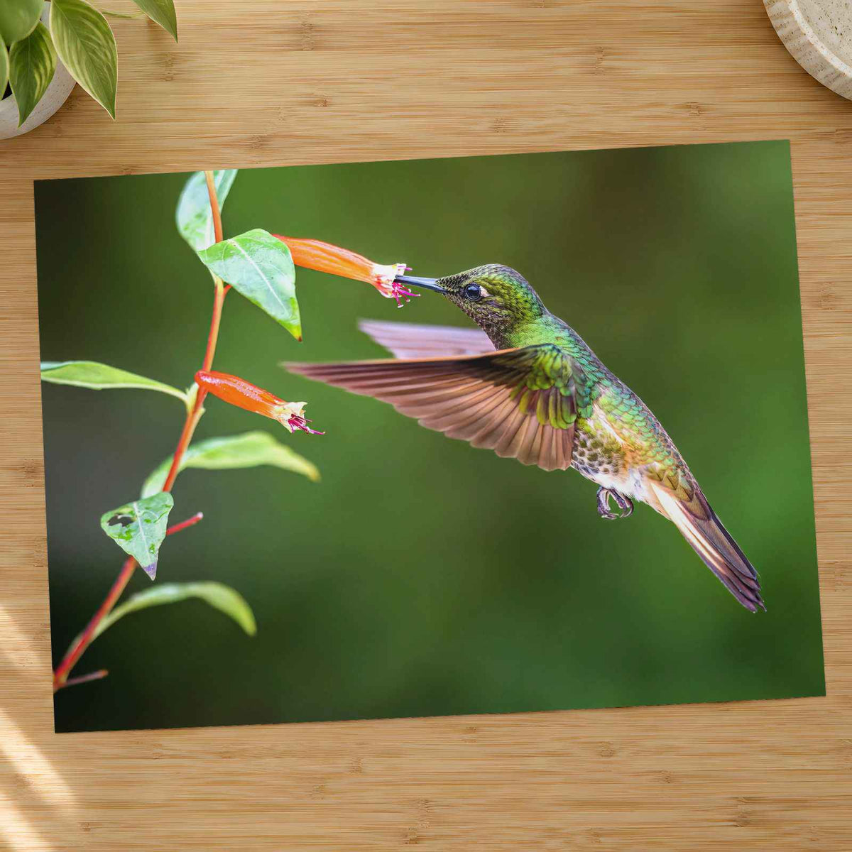 Hummingbird Feeding on Flower Photo Wall Print (7 Sizes) - High Quality